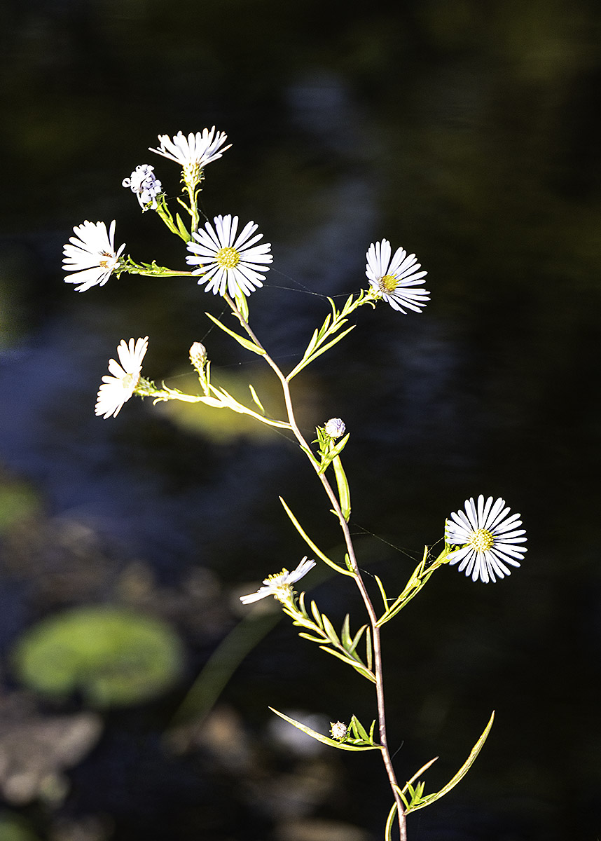 Jill 3 PineBarrensFlower1